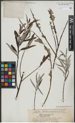 Foto von Salix viminalis L.